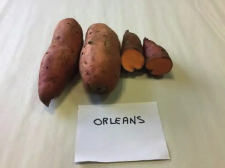 Tubercules produits en sol sableux (en haut) et en sol limoneux (en bas). Essais de la Chambre d’agriculture d’Île-de-France.