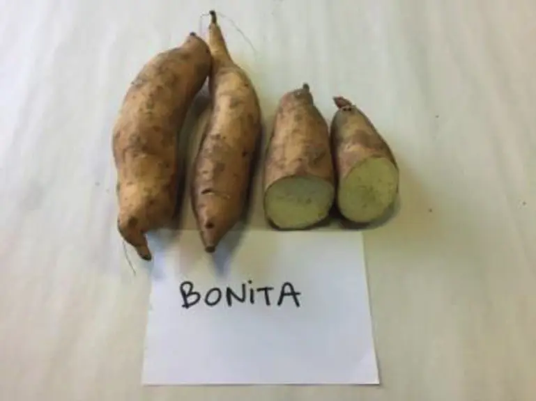 Tubercules produits en sol sableux (en haut) et en sol limoneux (en bas). Essais de la Chambre d’agriculture d’Île-de-France.