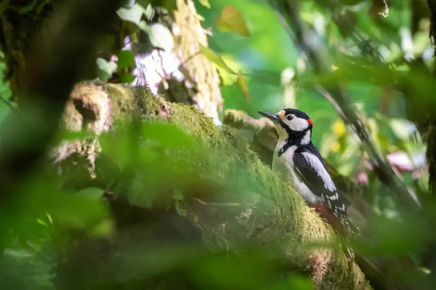 Le pic épeiche (Dendrocopos major) est un oiseau sédentaire et en expansion ces dernières années dans la zone d’étude.