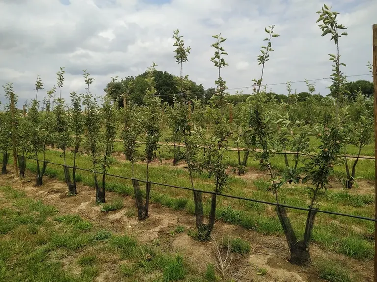 Des plants biaxe (ici Ypsilon, de Gradilis) facilitent l’obtention rapide de murs fruitiers.
