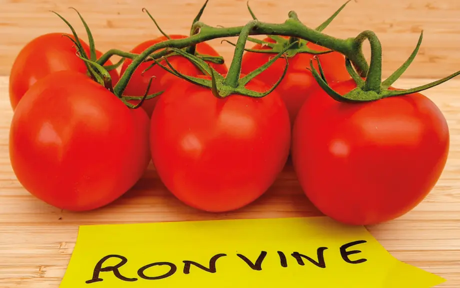 Ronvine (Nun09400), Starvine (Nun09416) et Pikano (72-IM6745) sont les les premières variétés grappes résistantes au ToBRFV observées au Caté.