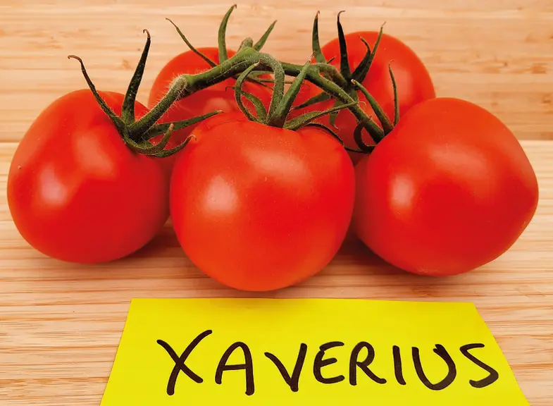 Ronvine (Nun09400), Starvine (Nun09416) et Pikano (72-IM6745) sont les les premières variétés grappes résistantes au ToBRFV observées au Caté.