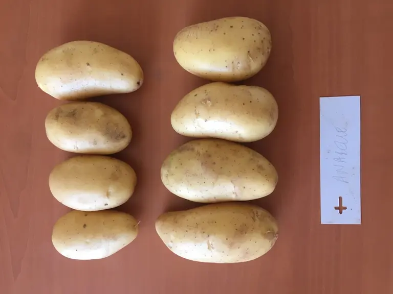 Pomme de terre primeur : 7 variétés pour plus de précocité