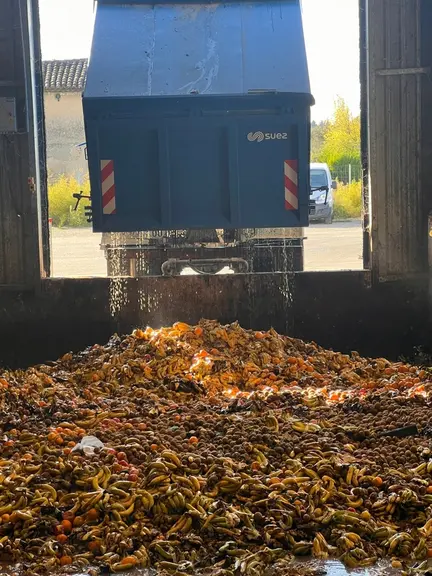 La société Mutatec recycle les sous-produits de l'agriculture, notamment des fruits et légumes écartés ou invendus, grâce aux mouches-soldats noires q