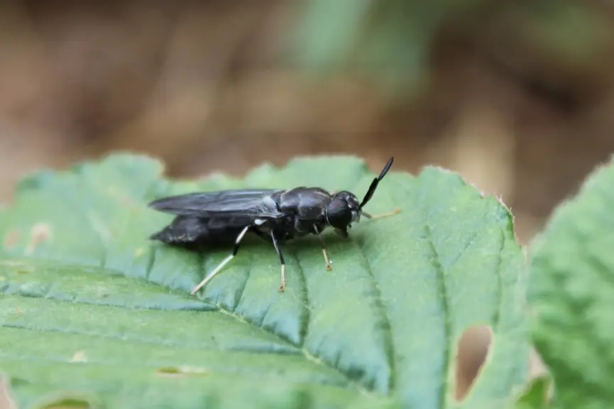 Mouche-soldat noire adulte
