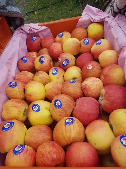  La majorité des agriculteurs vendent leurs pommes sur pied et quelques agriculteurs stockent leur production.