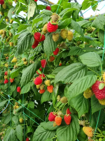 Un gros calibre de fruit se valorise mieux et améliore le rendement des cueilleurs. 