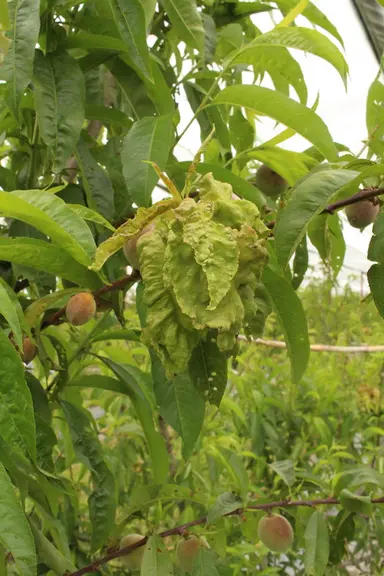La croissance des fruits ralentit et les plus petits finissent par chuter.