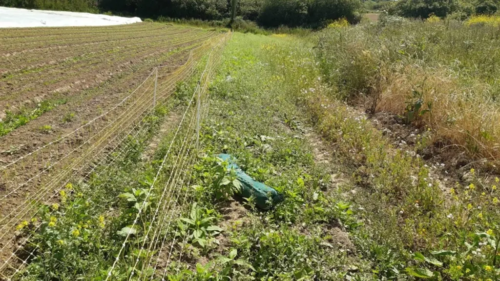 Les filets sont régulièrement utilisés pour se préserver des dégâts de lapins et de lièvres, mais aussi en double rang, comme ici pour protéger cette
