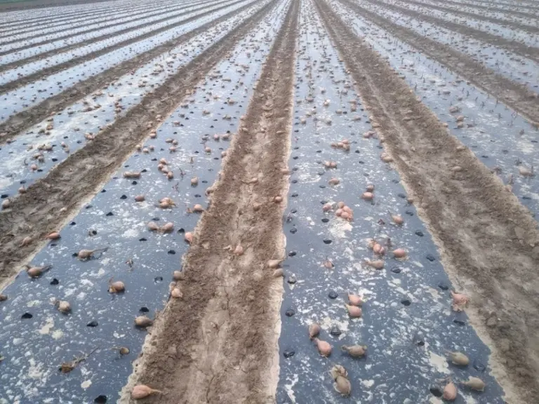 L'arrachage des bulbes d'échalote par les choucas les jours suivants la plantation a nécessité 80 h de replantation dans cette parcelle de 7000 m2. 