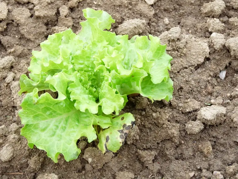 Les interactions entre des bactéries phytopathogènes du genre Xanthomonas et leurs plantes hôtes (laitue et noyer), seront évaluées afin d’appréhender