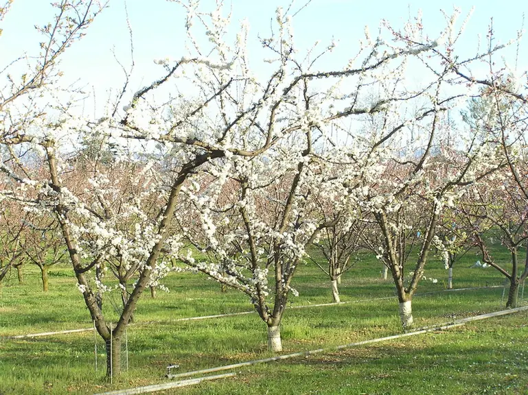Les produits testés ont été injectés en deux fois, lors de la floraison et de la véraison.