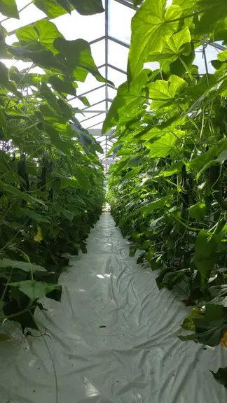 Les plantes sont équilibrées devenant légèrement génératives en fin de culture. 