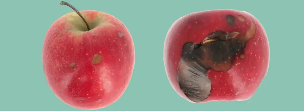 Pomme : quel est le meilleur itinéraire de conservation pour la variété Story® Inored ?