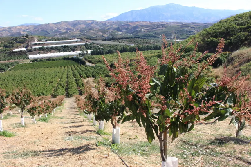 L'avocat, ici cultivé en Andalousie, fait partie des éventuelles cultures de diversification qu'envisage le groupe. 