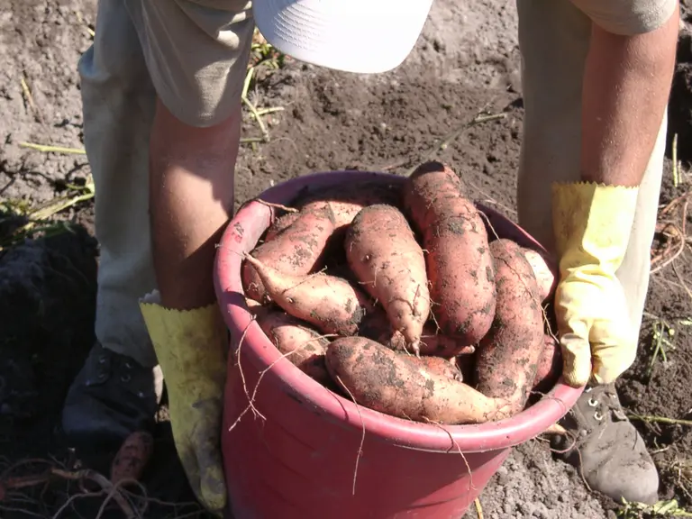 Seau de patates douces lors de la récolte en Caroline du Nord.