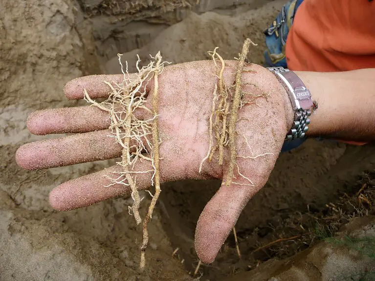 racines asperge