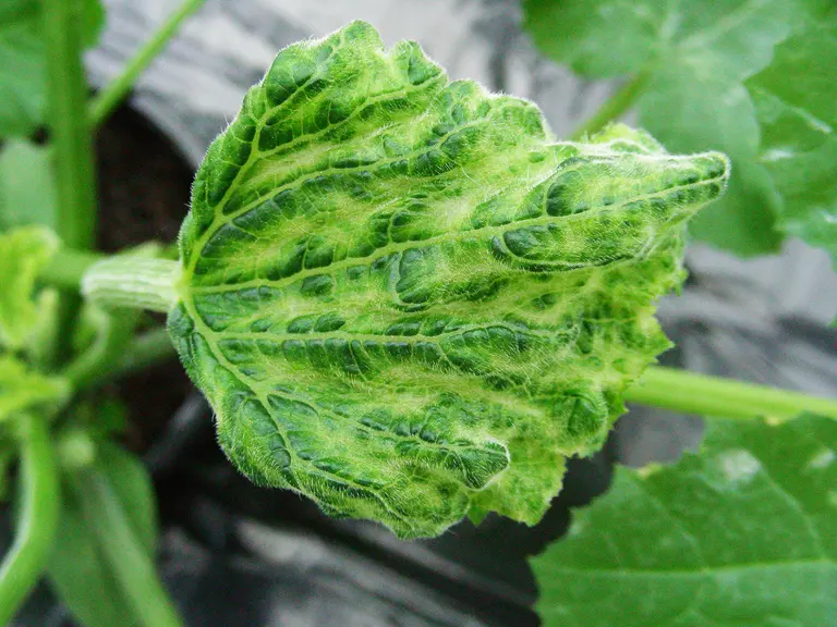 symptômes du virus ToLCNDV sur une feuille de courgette