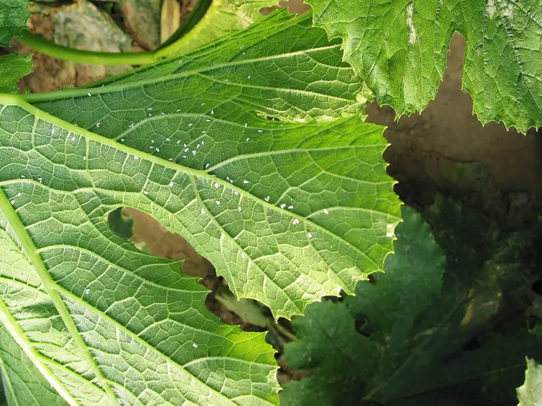 aleurode Bemisia tabaci sur une feuille de courgette