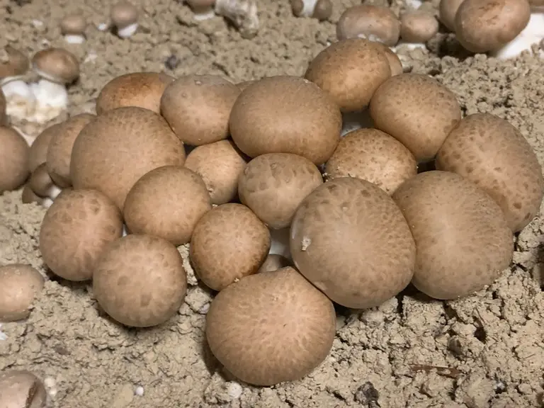 culture de champignons - champignonnière du Clos du Roi, Val d'Oise