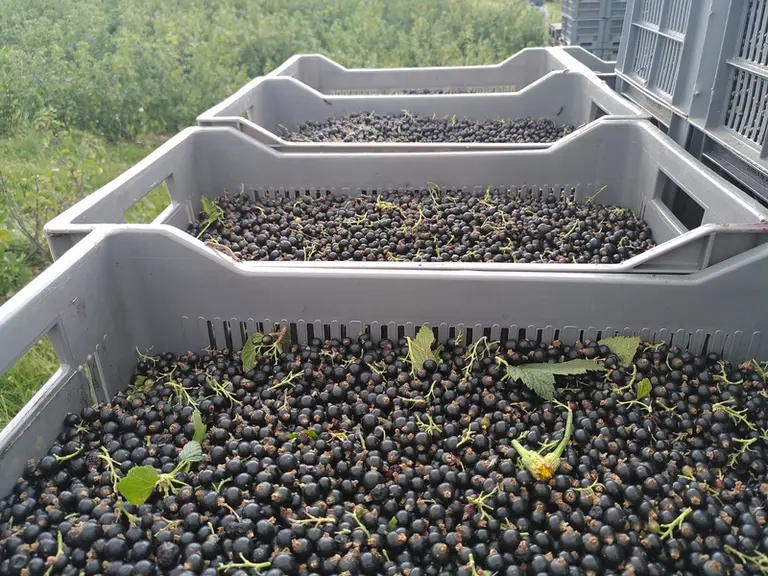 Avec l’irrigation, les buissons produisent des fruits de plus gros calibre. 