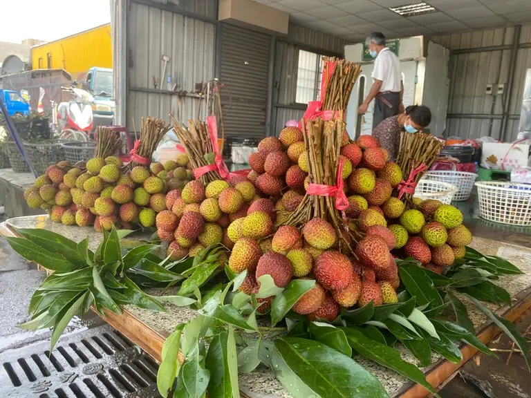 Taïwan est l’un des plus gros producteurs de litchis au monde et cultive « Haak Yip », nom local de la variété gouteuse Black Leaf, qui représente 80 % des arbres ...