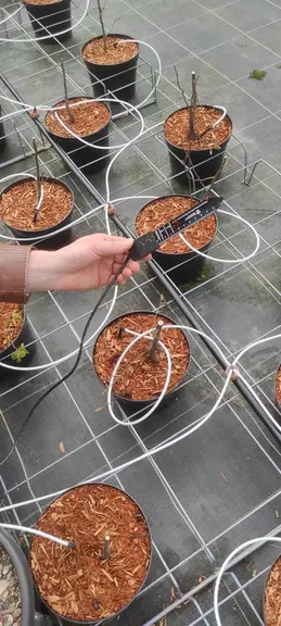 Comment la filière cidricole s'adpte au changement climatique