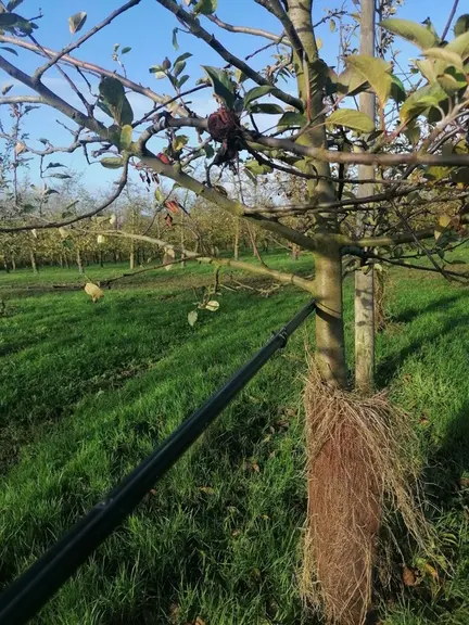 verger pommier cidre irrigation