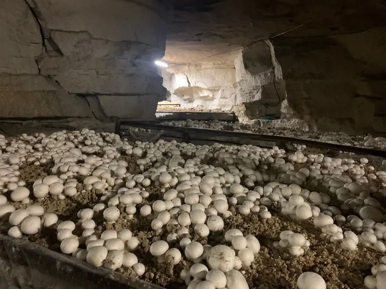 culture de champignons - champignonnière du Clos du Roi, Val d'Oise