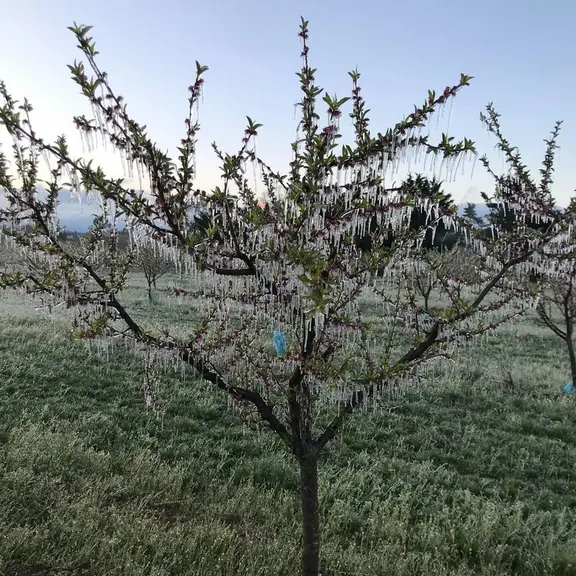 La casse mécanique des charpentes – notamment sur certaines formes en raison du poids de la glace – est une autre conséquence éventuelle à prévoir de l’emploi de ...