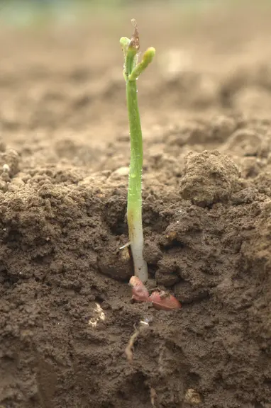 plant de haricot