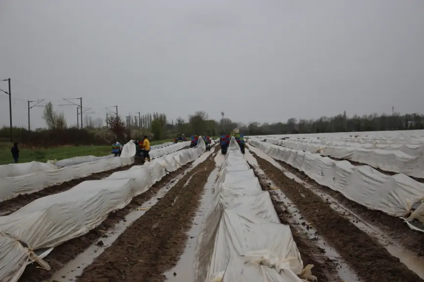 20 à 25 saisonniers travaillent sur l'exploitation au moment du pic de la production d’asperge.