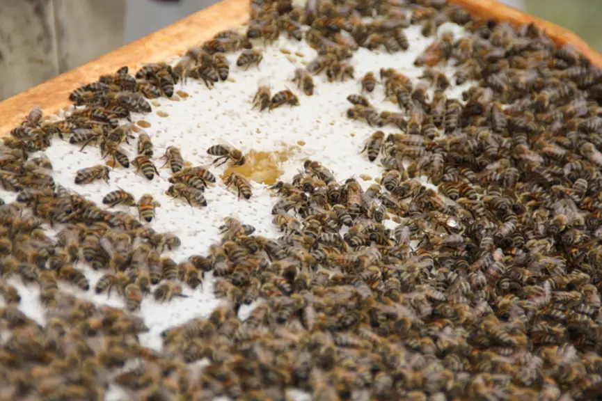 Kiwi et apiculture, des nouvelles filières de diversification pour Maïsadour