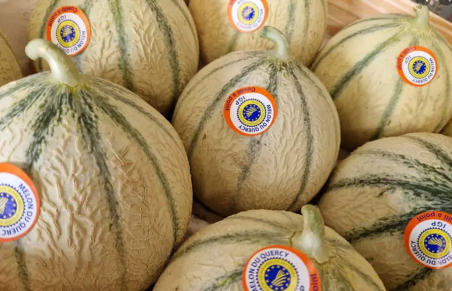 Autour de 10 000 tonnes de melons  du Quercy IGP sont produites chaque année.