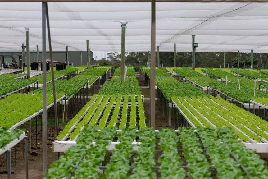 Les semenciers proposent des variétés adaptées aux différentes conditions de production hors-sol.