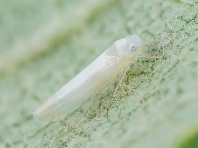 Les piqûres d'alimentation des cicadelles blanches affaiblissent les arbres et réduisent leur capacité à produire des fruits de qualité.