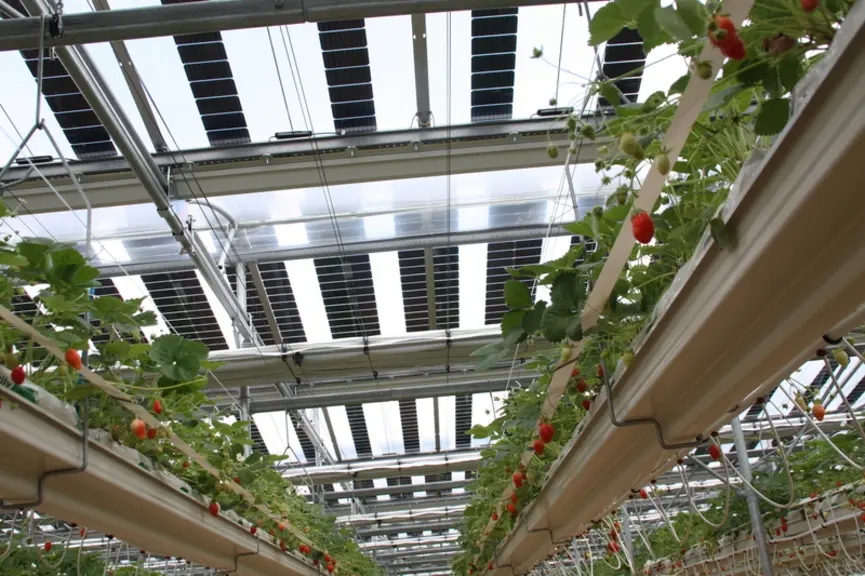 Agrivoltaïsme : comment partger la lumière et le revenu ?