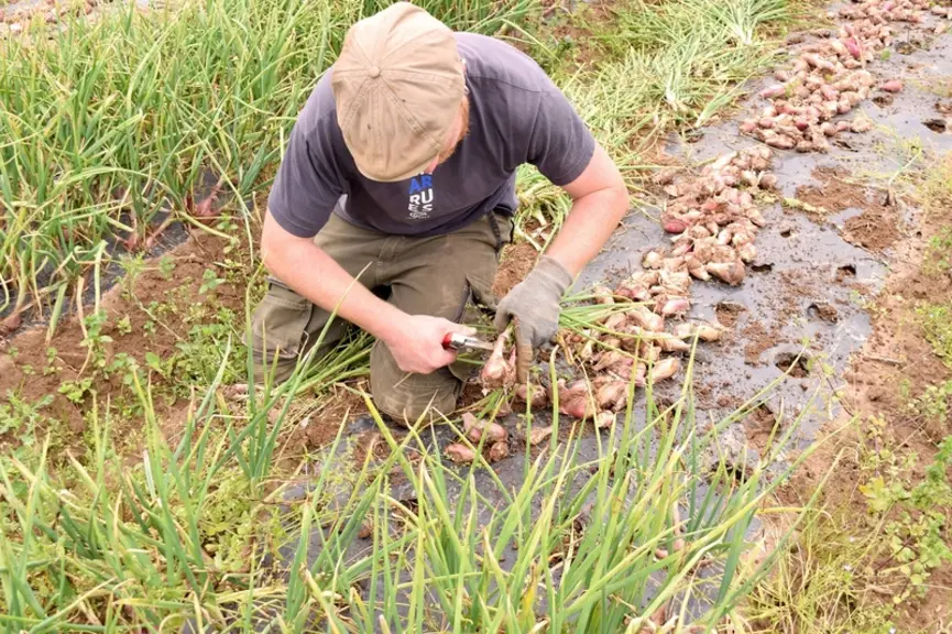 Des problèmes sanitaires dus au Botrytis ont marqué la saison 2023 en Bretagne.