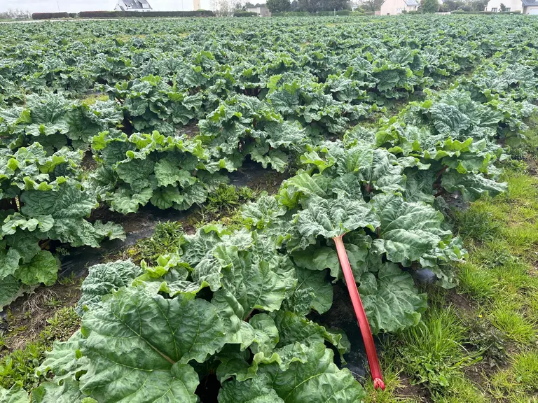 Pieds de rhubarbe rouge en plein terre en Bretagne
