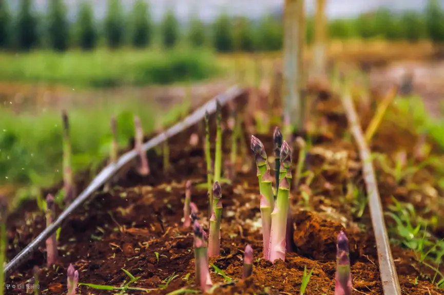 asperge type Californie