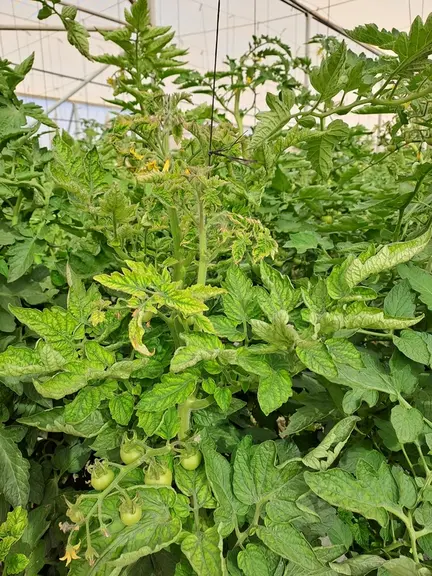 Les symptômes apparaissent sur le feuillage 10 à 20 jours après l’infection.