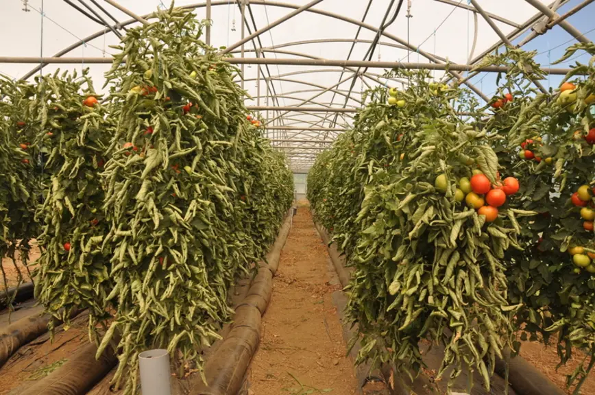 culture de tomate sous abri