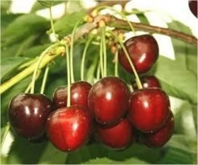 Cerise - variété Areko