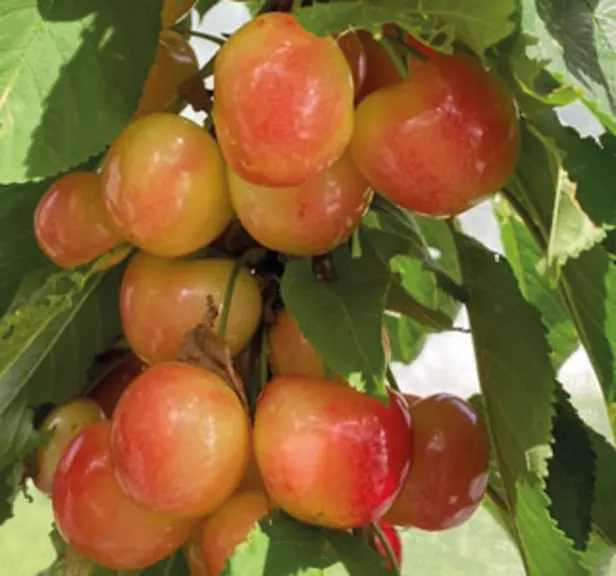 Cerise - variété Starlam