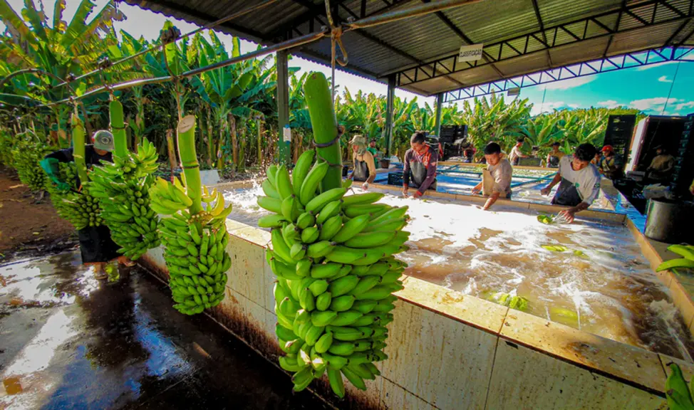 bananes Brésil