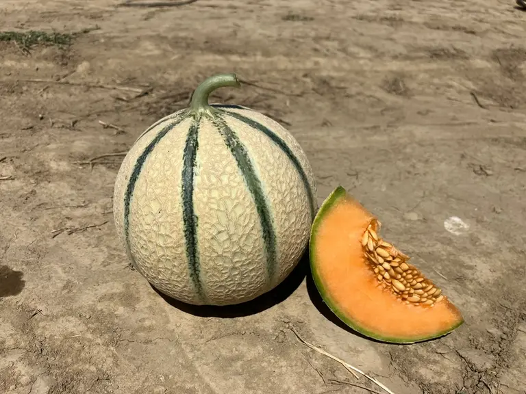 <em class="placeholder">variété de melon E 25C.01169 (Enza Zaden)</em>