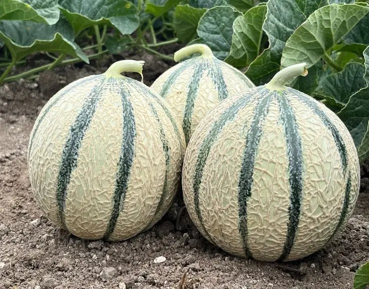 <em class="placeholder">variété de melon Prosper (Syngenta)</em>