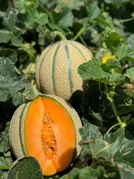 variété de melon Revel 160 (Nunhems)