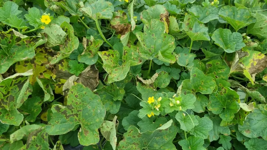 mildiou melon