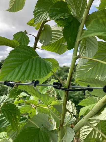 L’utilisation d’un petit outil facilitant le palissage sera une piste à tester en 2025.